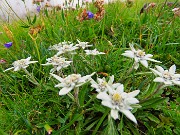 53 Leontopodium alpinum (Stella alpina)